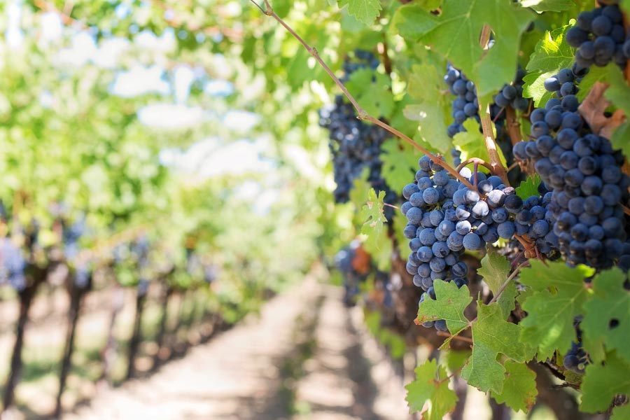 Plantacja winogron