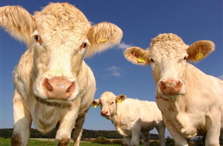 Pijąc mleko roślinne chronisz zwierzęta i środowisko